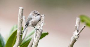 American-bushtit