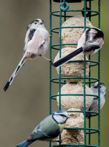 Bird-feeder-winter-2-768×1032