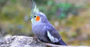 Cockatiel