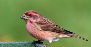 Purple-finch-on-wall