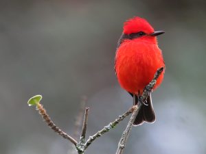 Pyrocephalus_rubinus_Titiribí_pechirrojo_Vermilion_Flycatcher_(male)_(25352802099)