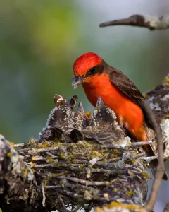 apa_2012_25334_196525_hannahmeddaugh_vermilion_flycatcher_kk_adult-male-and-nestlings-