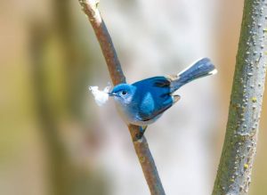 Blue Gray Gnatcatcher perched on a tree