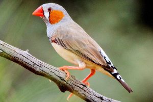 zebra-finch-male-f8dec4180a224389ae226e6a621d4fbd