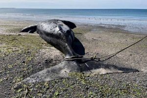 20221004-southern-right-whale-argentina-afp-s