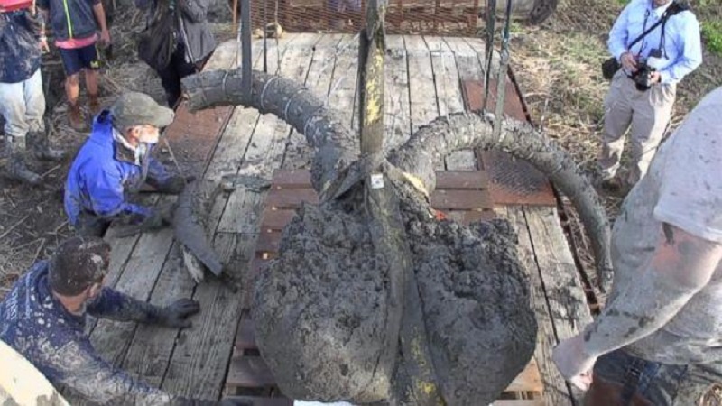 Woolly mammoth fossil