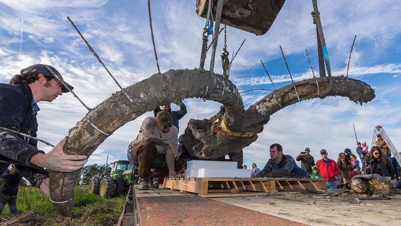 Woolly mammoth fossil