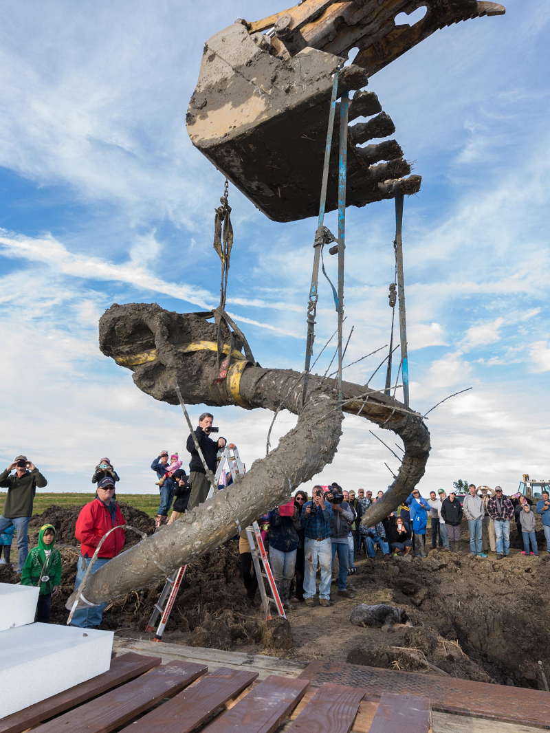 Woolly mammoth fossil