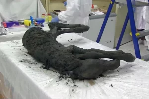 42,000 year old horse buried in ice
​