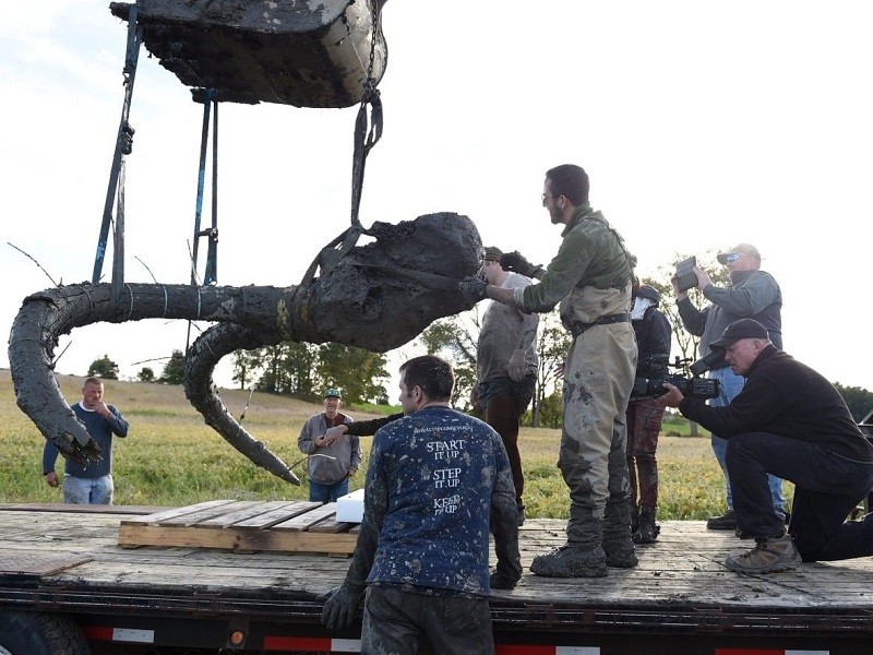 Woolly mammoth fossil