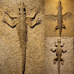 A 230-Million-Year-Old Crocodile-Bird Hybrid