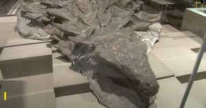 the-astonishing-dinosaur-unearthed-unintentionally-by-miners-in-canada-50500-7